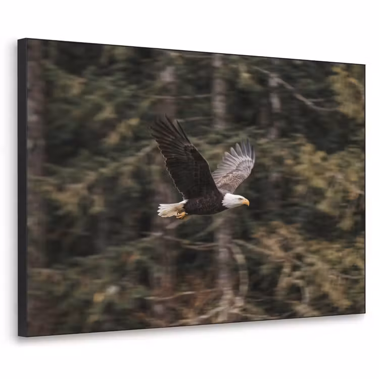 Zeearend - Vliegen - Bos - Natuur Textielframe zwart klein -3d