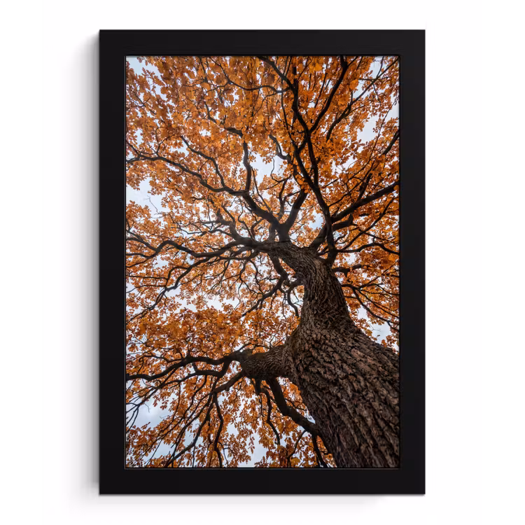 Boom - Bladerdak - Herfst - Oranje - Sfeervol fotolijst zwart zonder passe partout klein -3d