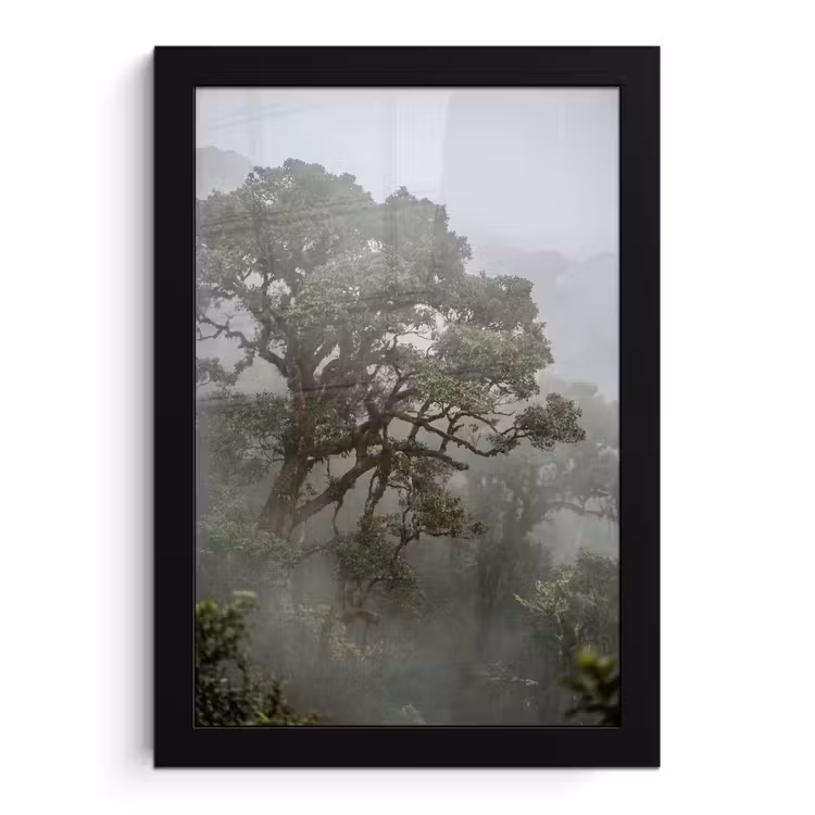 Boom - Mistig - Bos - Groen - Natuur fotolijst zwart zonder passe partout klein -3d