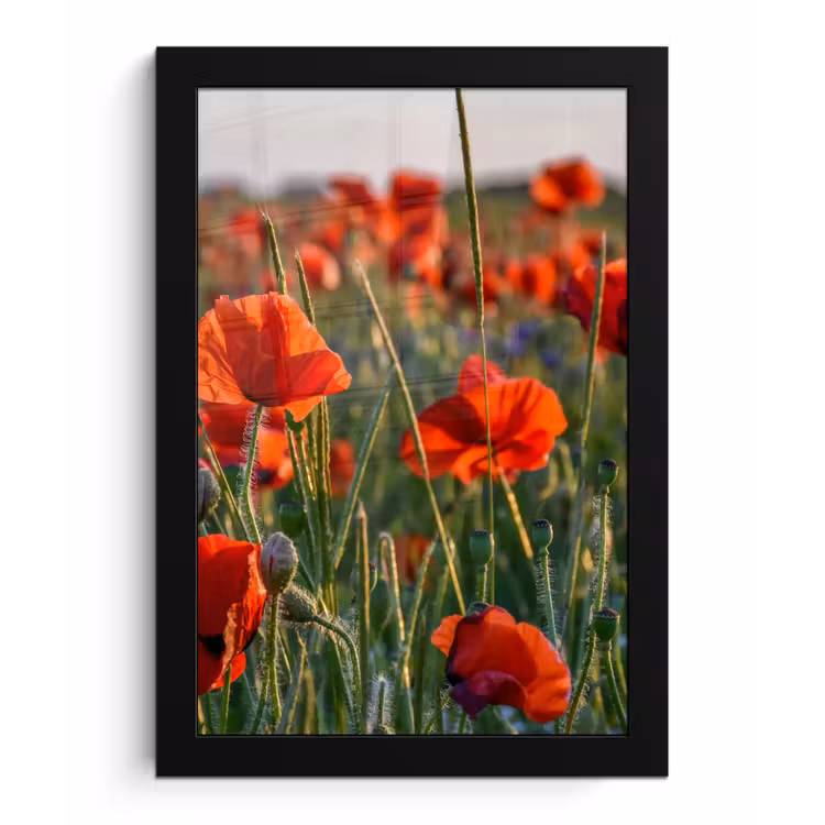 Bloemen - Klaprozen - Natuur - Rood fotolijst zwart zonder passe partout klein -3d