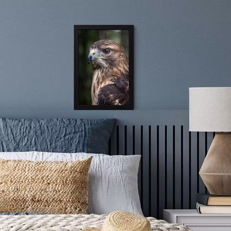Buizerd - Roofvogel - Natuur - Bruin fotolijst zwart zonder passe partout klein -sfeer3