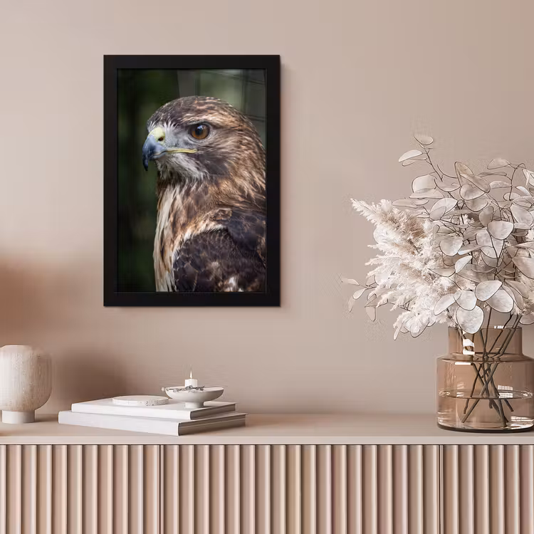 Buizerd - Roofvogel - Natuur - Bruin fotolijst zwart zonder passe partout klein -sfeer5