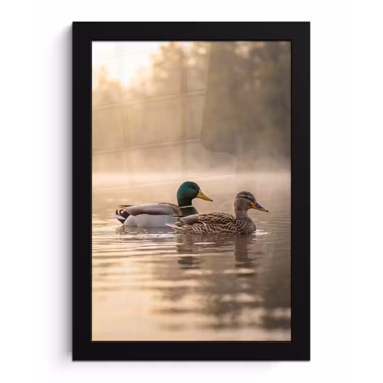 Eenden - Water - Mist - Natuur fotolijst zwart zonder passe partout klein -3d