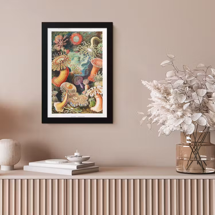 Ernst Haeckel - Anemoon - Retro - Natuur - Planten - Zee fotolijst zwart zonder passe partout klein -sfeer5