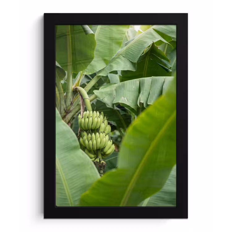 Eten - Bananen - Plantage - Groen fotolijst zwart zonder passe partout klein -3d