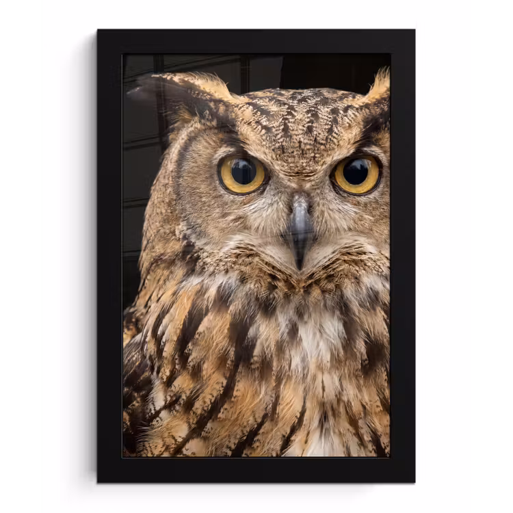Oehoe - Uil - Portret - Bruin fotolijst zwart zonder passe partout klein -3d