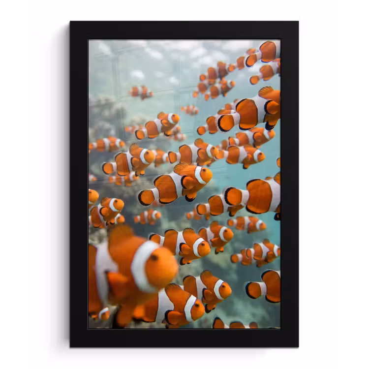 Vis - School - Onderwater - Dieren - Oranje fotolijst zwart zonder passe partout klein -3d