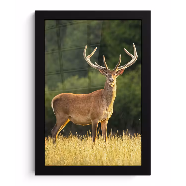 Hert - Gewei - Gras - Natuur - Dieren - Groen fotolijst zwart zonder passe partout klein -3d