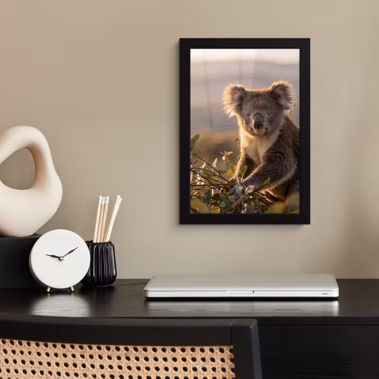 Koala - Bladeren - Ochtendlicht fotolijst zwart zonder passe partout klein -sfeer1