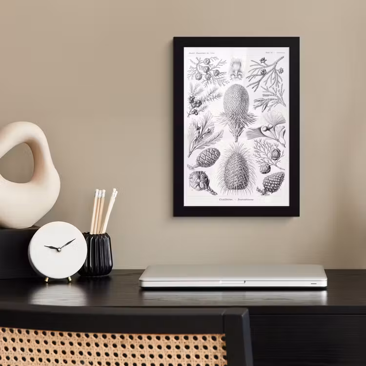 Coniferen - Ernst Haeckel - Kunst - Retro - Illustratie - Natuur fotolijst zwart zonder passe partout klein -sfeer1