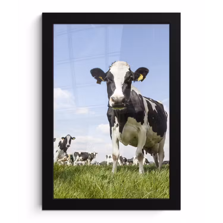 Koeien - Gras - Dieren - Zon - Boerderij fotolijst zwart zonder passe partout klein -3d