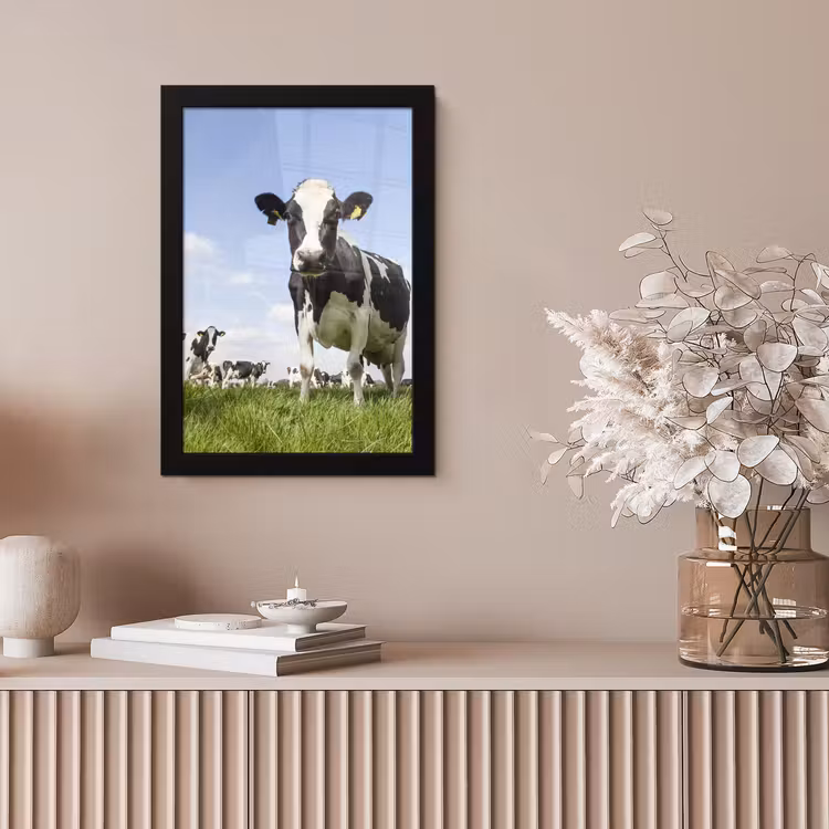 Koeien - Gras - Dieren - Zon - Boerderij fotolijst zwart zonder passe partout klein -sfeer5