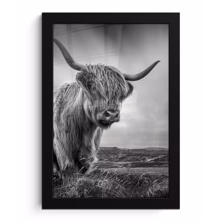 Koeien - Schotse hooglander - Natuur - Dieren - Zwart wit fotolijst zwart zonder passe partout klein -3d