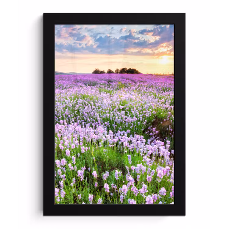 Lavendel - Bloemen - Zonsondergang - Paars - Weide fotolijst zwart zonder passe partout klein -3d