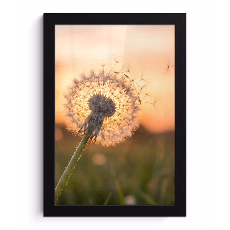 Paardenbloem - Zonsondergang - Veld fotolijst zwart zonder passe partout klein -3d