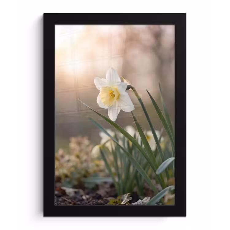 Narcis - Bloem - Minimalistisch fotolijst zwart zonder passe partout klein -3d
