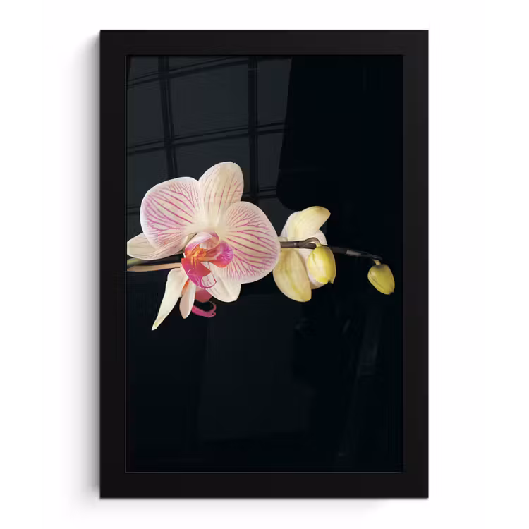 Orchidee - Bloemen - Zwart - Roze - Knoppen fotolijst zwart zonder passe partout klein -3d