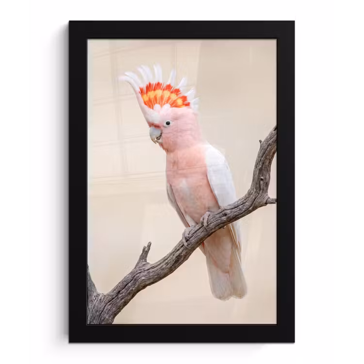 Papagaai - Tak - Roze fotolijst zwart zonder passe partout klein -3d