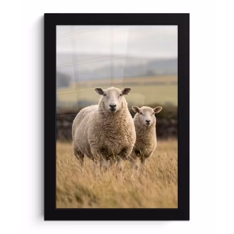 Schapen - Weidenlandschap - Heuvels fotolijst zwart zonder passe partout klein -3d