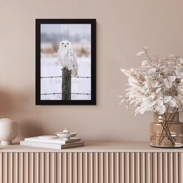 Sneeuwuil - Hek - Sneeuw - Wit fotolijst zwart zonder passe partout klein -sfeer5