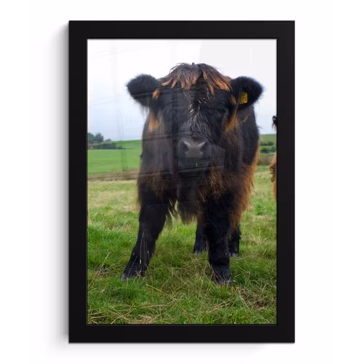 Schotse hooglander - Koeien - Natuur - Groen - Gras fotolijst zwart zonder passe partout klein -3d