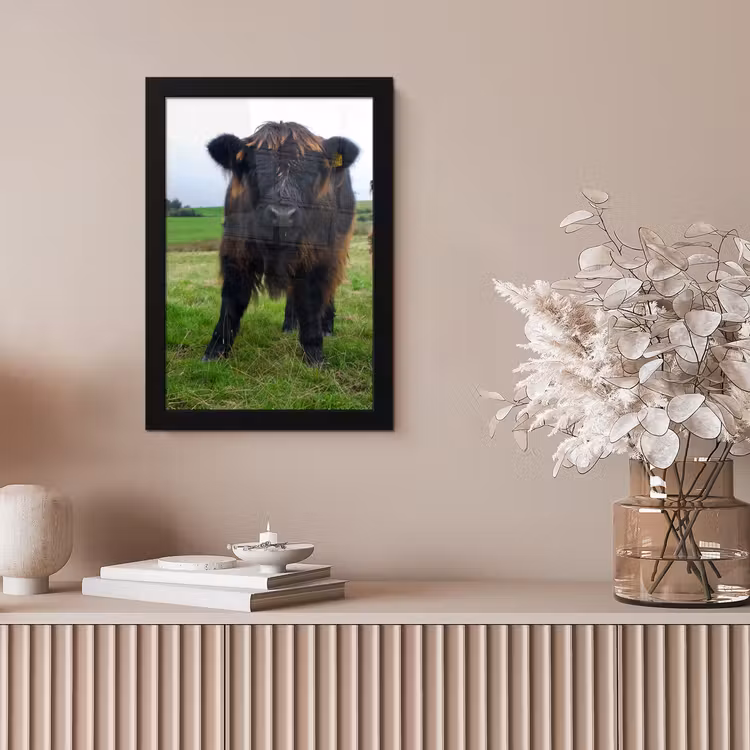 Schotse hooglander - Koeien - Natuur - Groen - Gras fotolijst zwart zonder passe partout klein -sfeer5