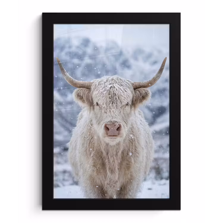 Schotse Hooglander - Sneeuw - Bergen - Winter fotolijst zwart zonder passe partout klein -3d