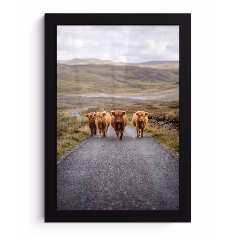 Schotse Hooglanders - Weg - Landschap - Kudde fotolijst zwart zonder passe partout klein -3d