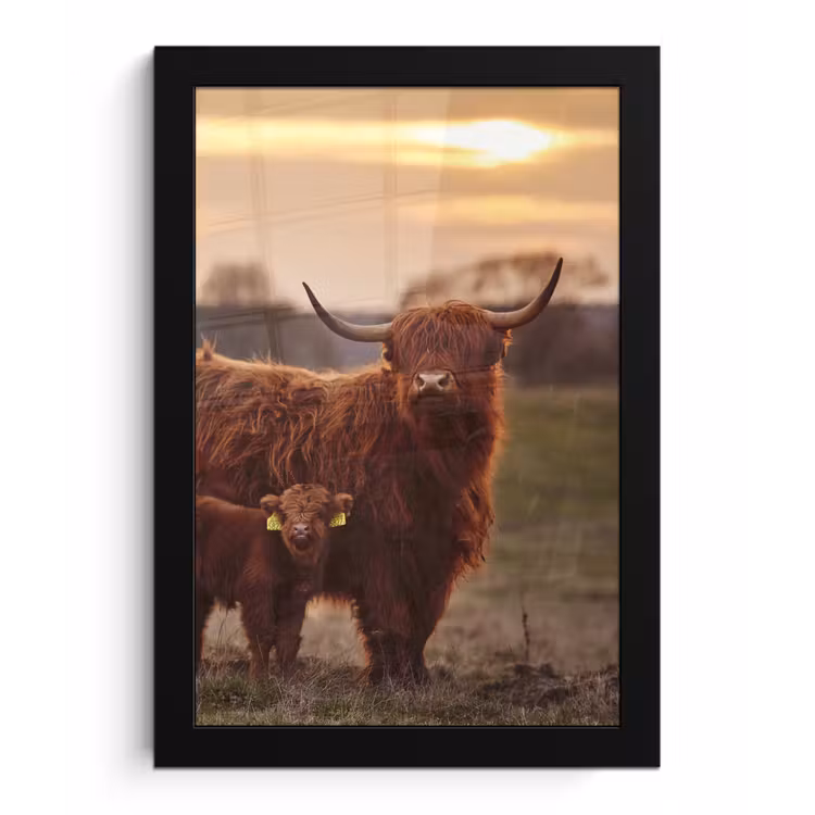 Schotse hooglander - Dieren - Landschap - Zonsondergang - Koe fotolijst zwart zonder passe partout klein -3d