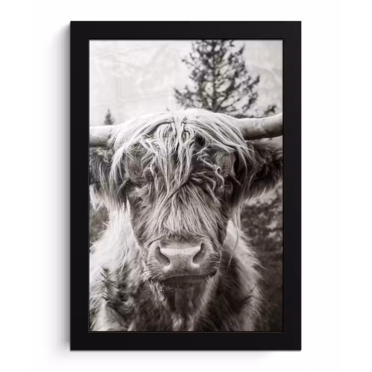 Schotse hooglander - Koe - Dieren - Zwart - Wit fotolijst zwart zonder passe partout klein -3d