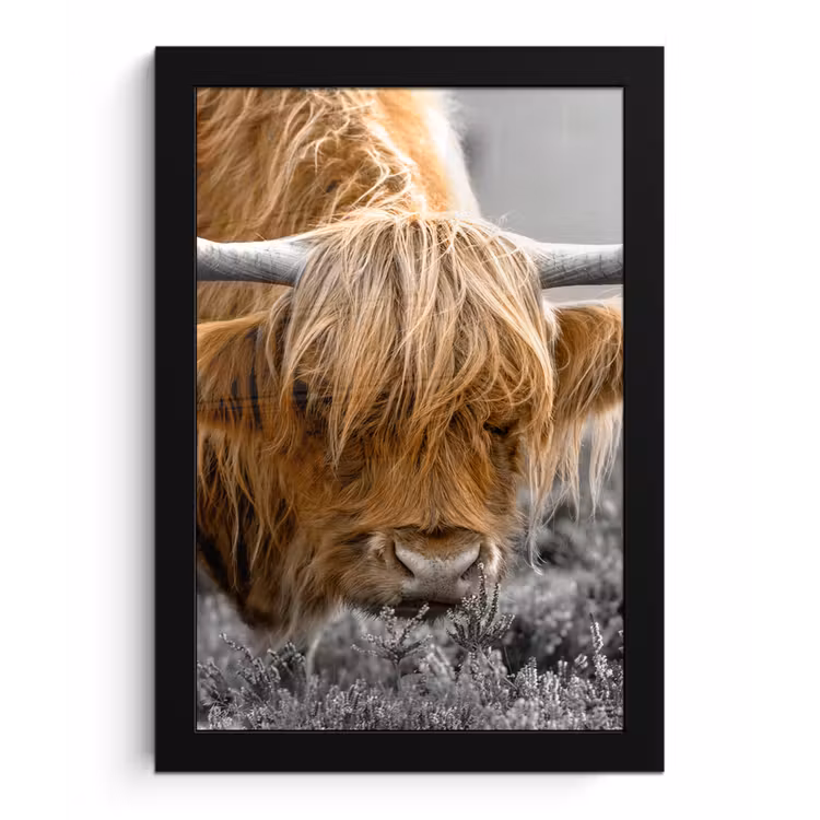 Schotse Hooglander - Dieren - Bruin - Koe - Zwart - Wit - Natuur fotolijst zwart zonder passe partout klein -3d