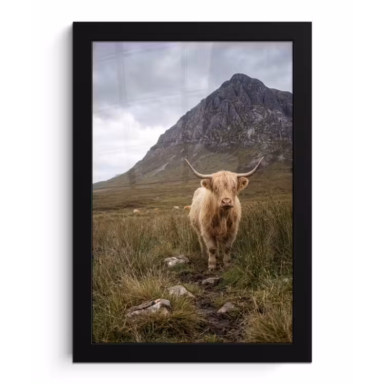 Schotse hooglander - Bergen - Grasveld fotolijst zwart zonder passe partout klein -3d