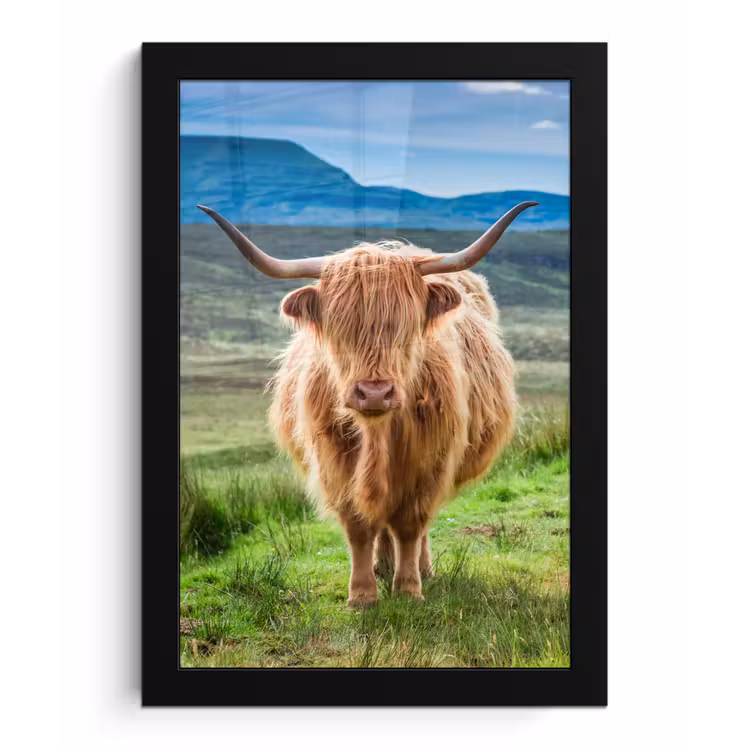 Schotse hooglander - Koe - Natuur - Berg - Gras fotolijst zwart zonder passe partout klein -3d