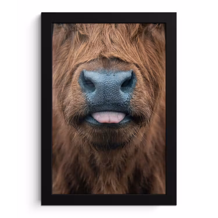 Schotse hooglander - Neus - Bruin fotolijst zwart zonder passe partout klein -3d