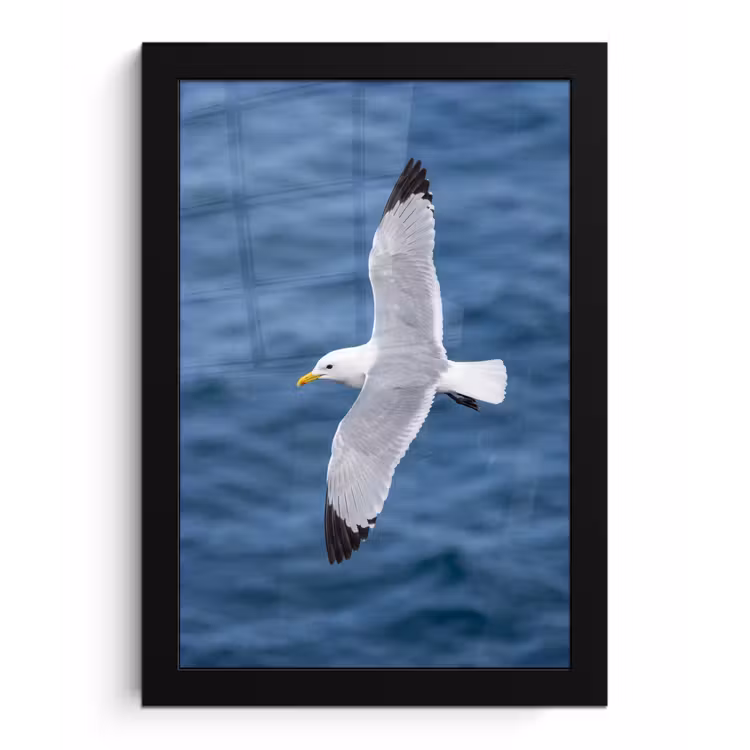 Zeemeeuw - Oceaan - Blauw fotolijst zwart zonder passe partout klein -3d