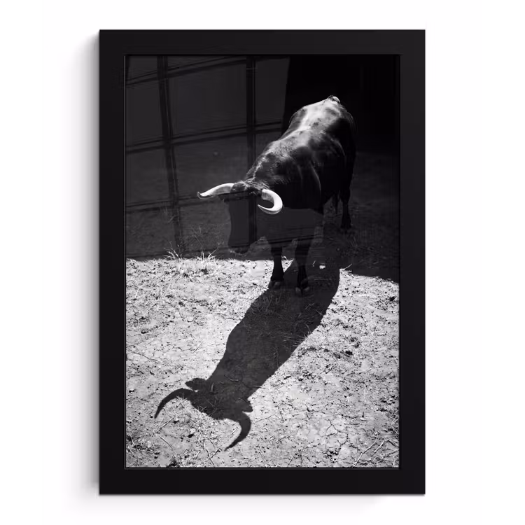 Stier - Schaduw - Dieren - Contrast - Zwart-wit fotolijst zwart zonder passe partout klein -3d