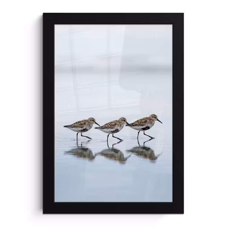 Vogels - Water - Grijs fotolijst zwart zonder passe partout klein -3d