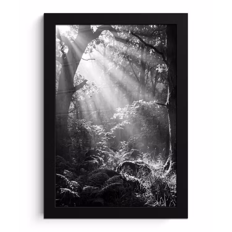 Bos - Lichtstralen - Natuur - Zwart-wit fotolijst zwart zonder passe partout klein -3d