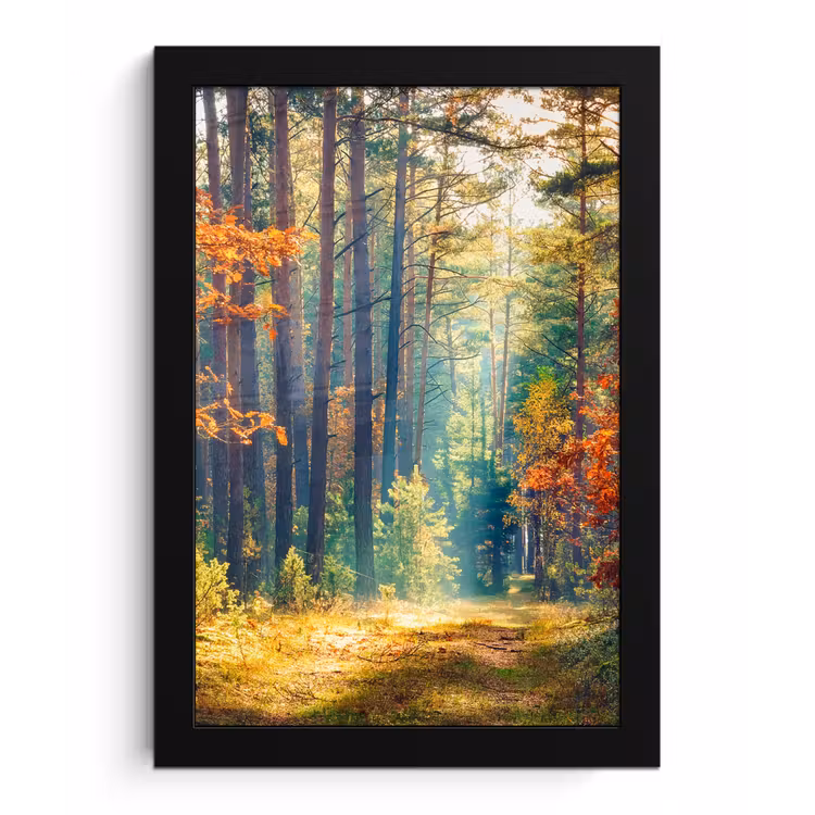 Bos - Zon - Natuur - Herfst fotolijst zwart zonder passe partout klein -3d