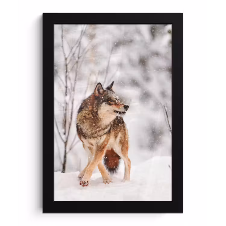 Wolf - Winter - Sneeuw - Natuur - Dieren fotolijst zwart zonder passe partout klein -3d