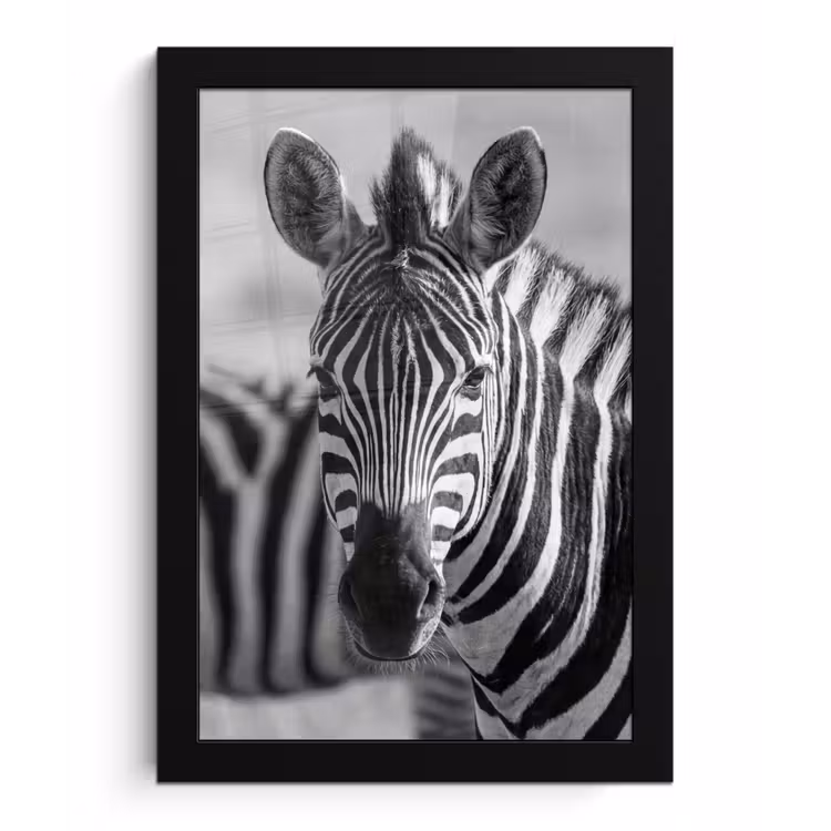 Zebra's - Zwart - Wit fotolijst zwart zonder passe partout klein -3d
