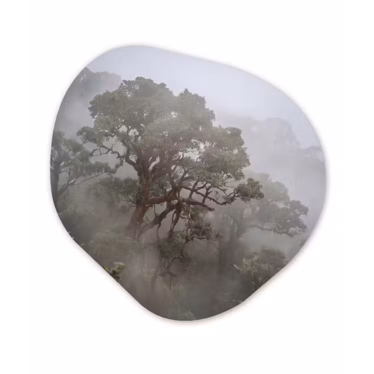 Boom - Mistig - Bos - Groen - Natuur Wandcirkel Organisch Forex 3mm klein -3d