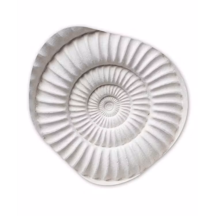 Schelp - Spiraal - Wit Wandcirkel Organisch Forex 3mm klein -3d
