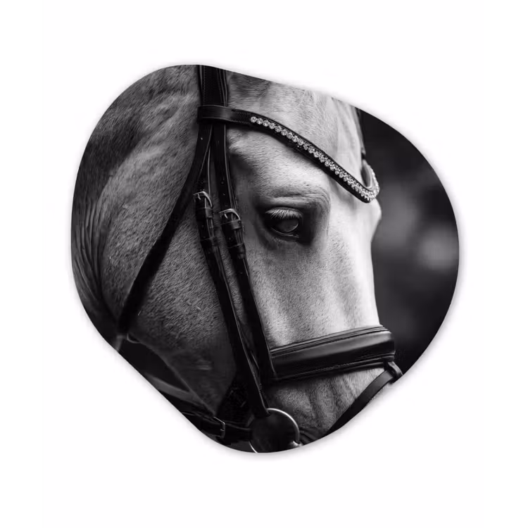 Paard - Schimmel - Portret Wandcirkel Organisch Forex 3mm klein -3d
