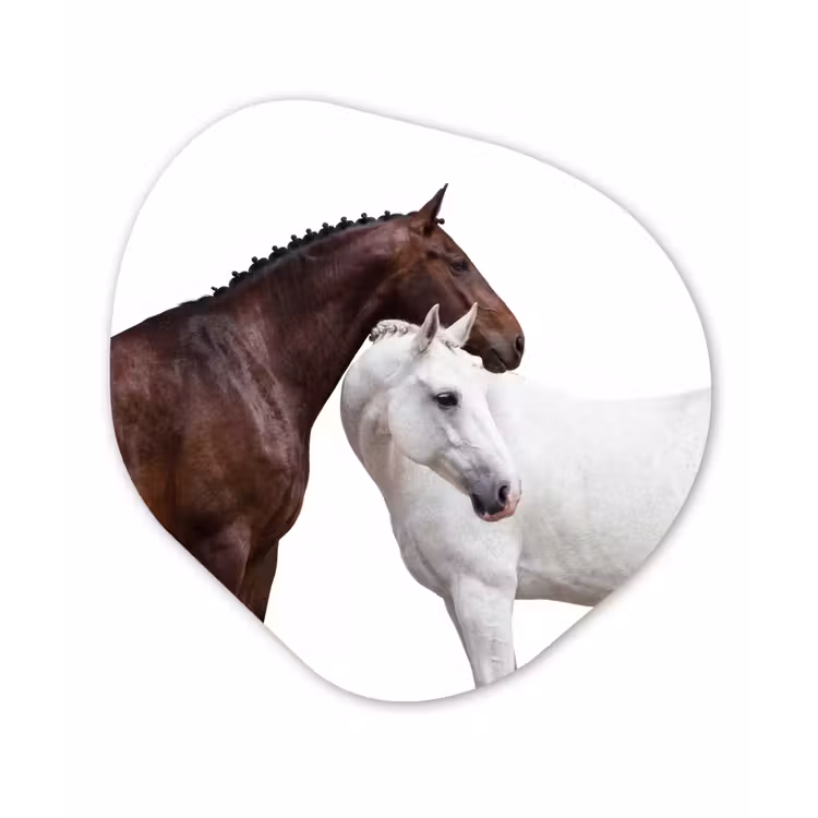 Paard - Modern - Balans Wandcirkel Organisch Forex 3mm klein -3d