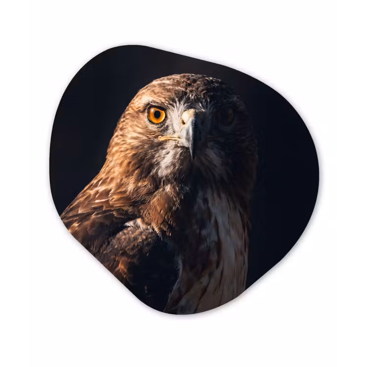 Roofvogel - Buizerd - Bruin Wandcirkel Organisch Forex 3mm klein -3d