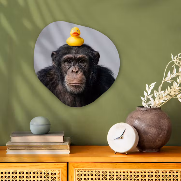 Chimpansee - Badeend - Grijs Wandcirkel Organisch Forex 3mm klein -sfeer2
