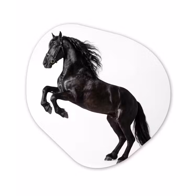 Zwart - Paard - Portret Wandcirkel Organisch Forex 3mm klein -3d