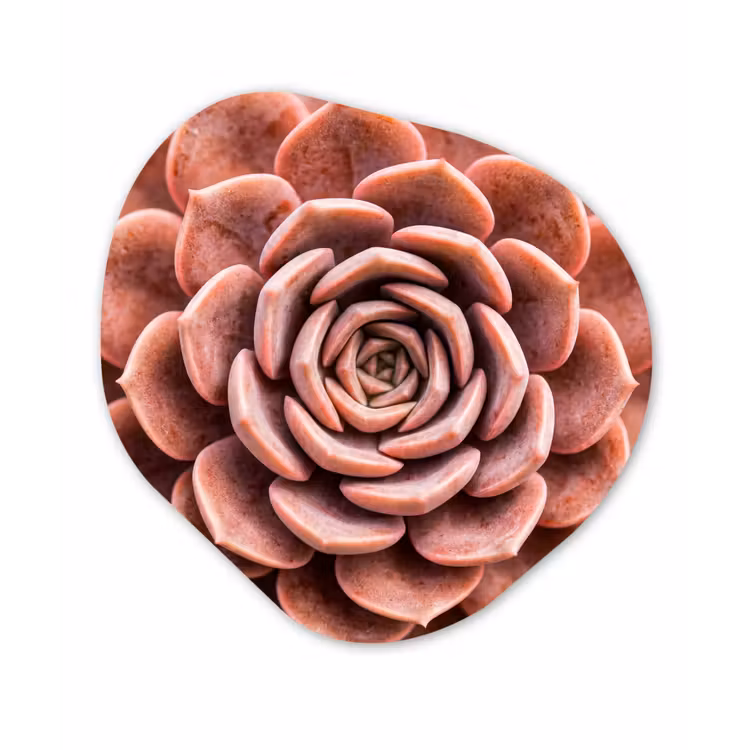Vetplant - Organisch - Roze Wandcirkel Organisch Forex 3mm klein -3d