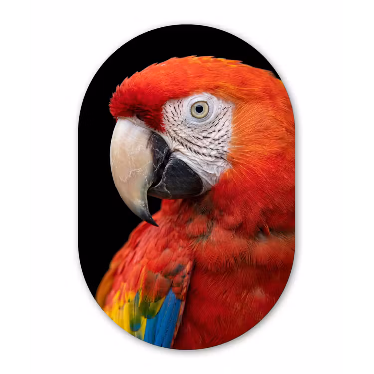 Ara - Portret - Rood Wandcirkel Ovaal Forex klein -3d
